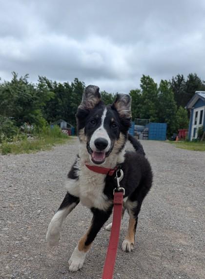Blue, Adoptable, Young Male Bernese Mountain Dog & Border Collie.