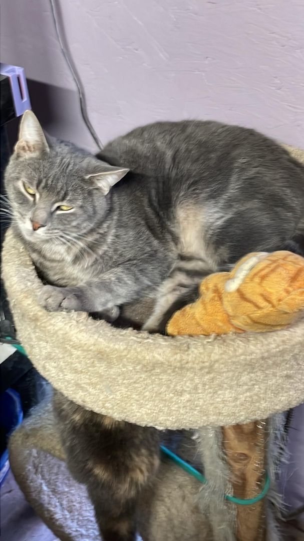 Enlarge Buster Jones, a Adoptable mixed breed in Indianapolis, IN image 1/8