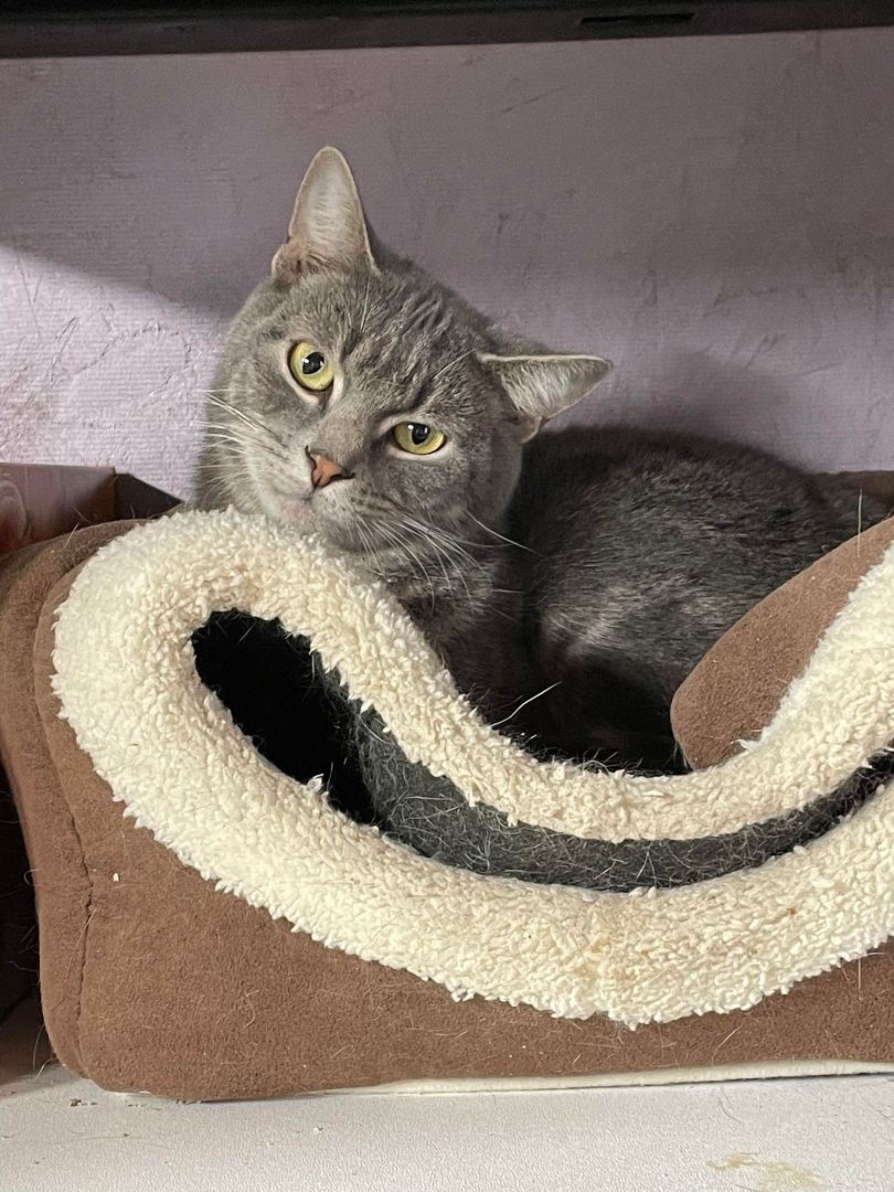 Enlarge Buster Jones, a Adoptable mixed breed in Indianapolis, IN image 2/8