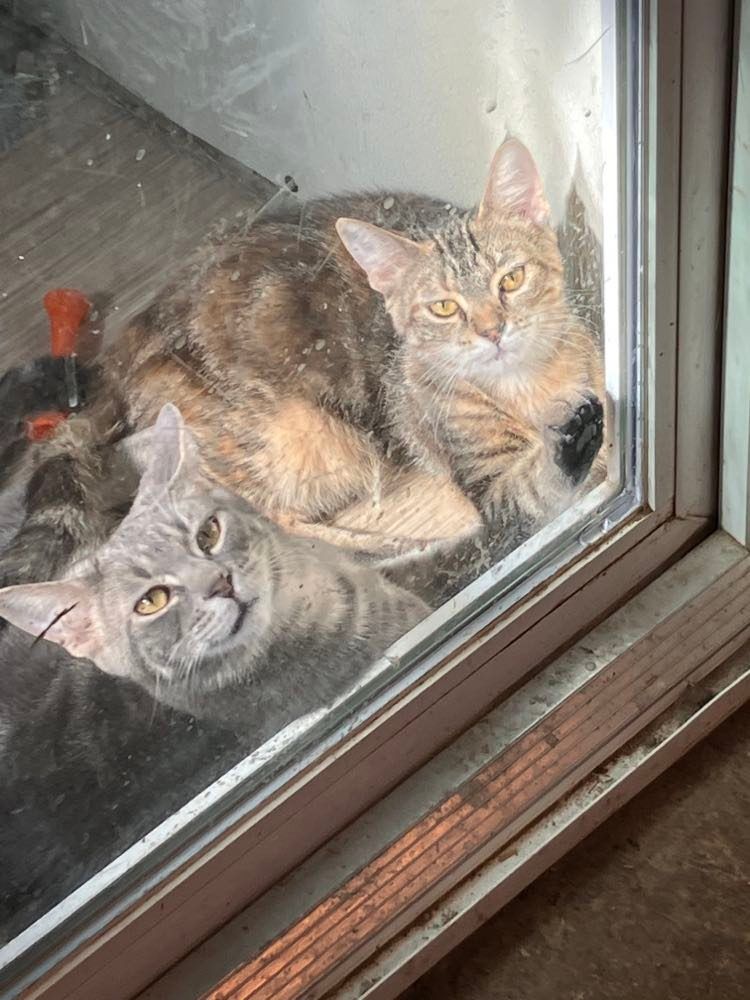 Enlarge Buster Jones, a Adoptable mixed breed in Indianapolis, IN image 3/8