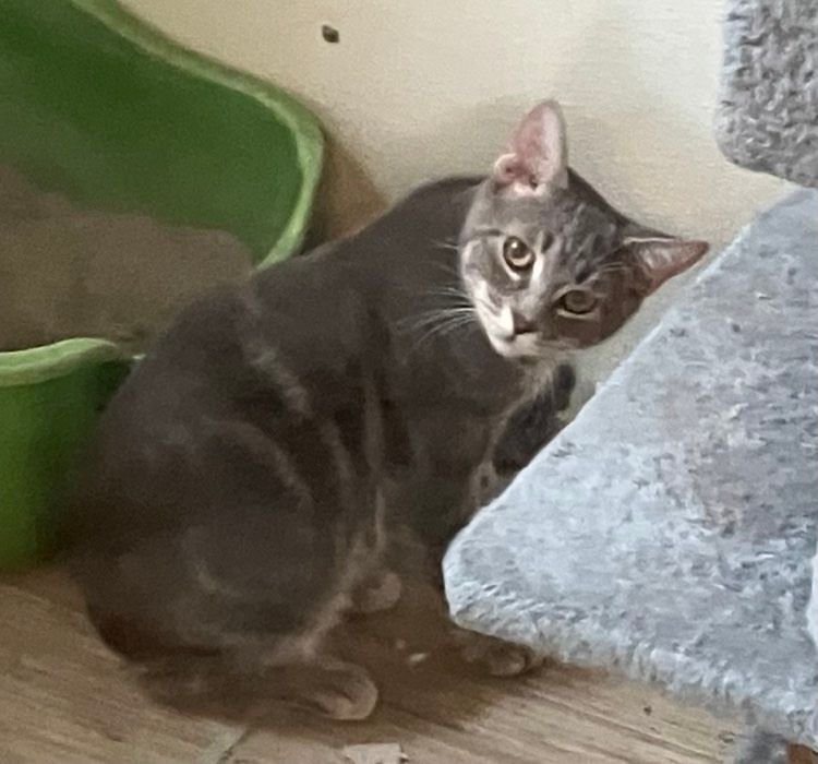 Enlarge Buster Jones, a Adoptable mixed breed in Indianapolis, IN image 4/8