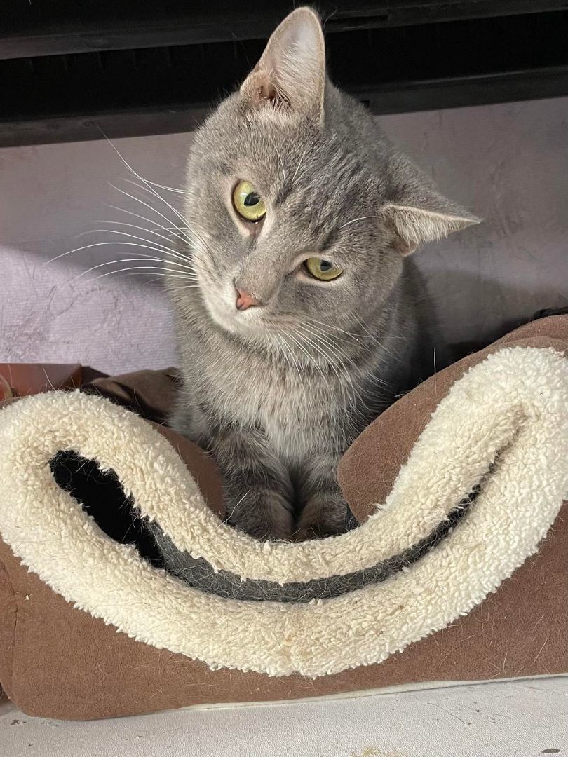 Enlarge Buster Jones, a Adoptable mixed breed in Indianapolis, IN image 5/8