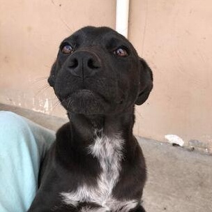 Enlarge Blair, a ADOPTABLE mixed breed in Lumberton, NC image 1/1