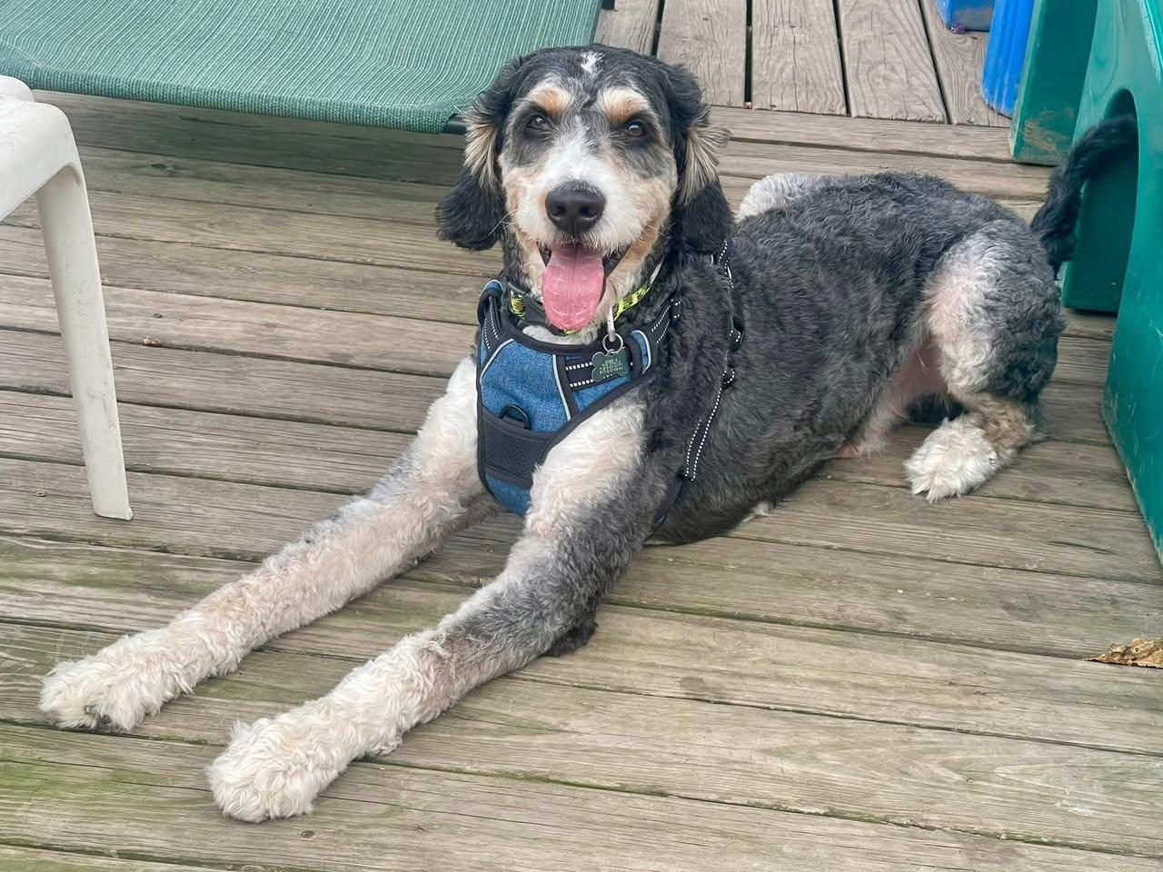Oso, an adoptable Bernedoodle in Freeport, NY, 11520 | Photo Image 2