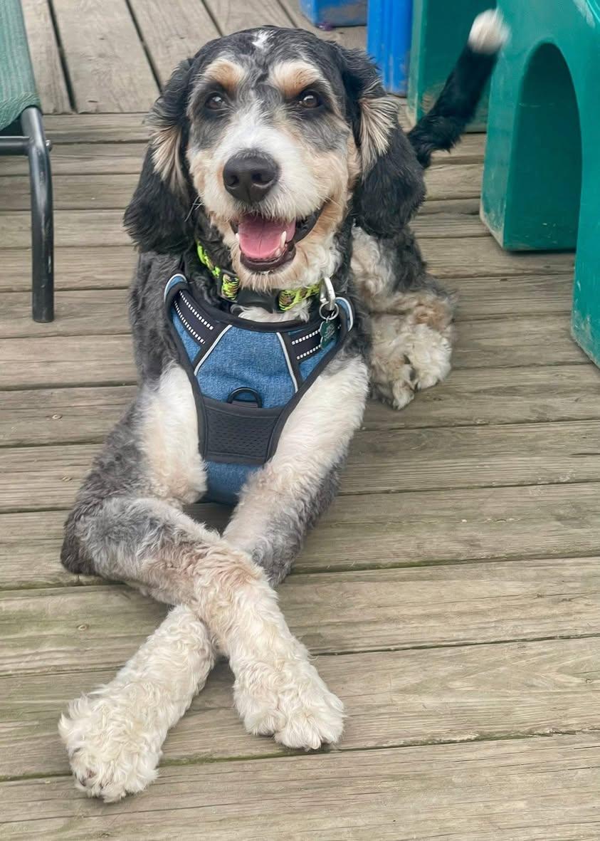 Oso, an adoptable Bernedoodle in Freeport, NY, 11520 | Photo Image 3
