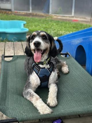 Oso, an adoptable Bernedoodle in Freeport, NY, 11520 | Photo Image 5