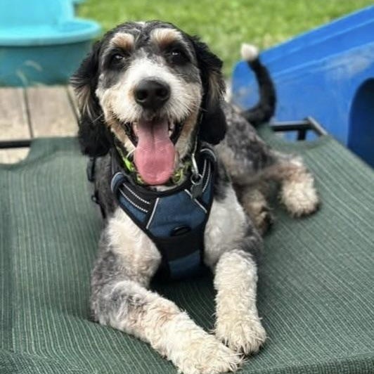 Oso, an adoptable Bernedoodle in Freeport, NY, 11520 | Photo Image 4