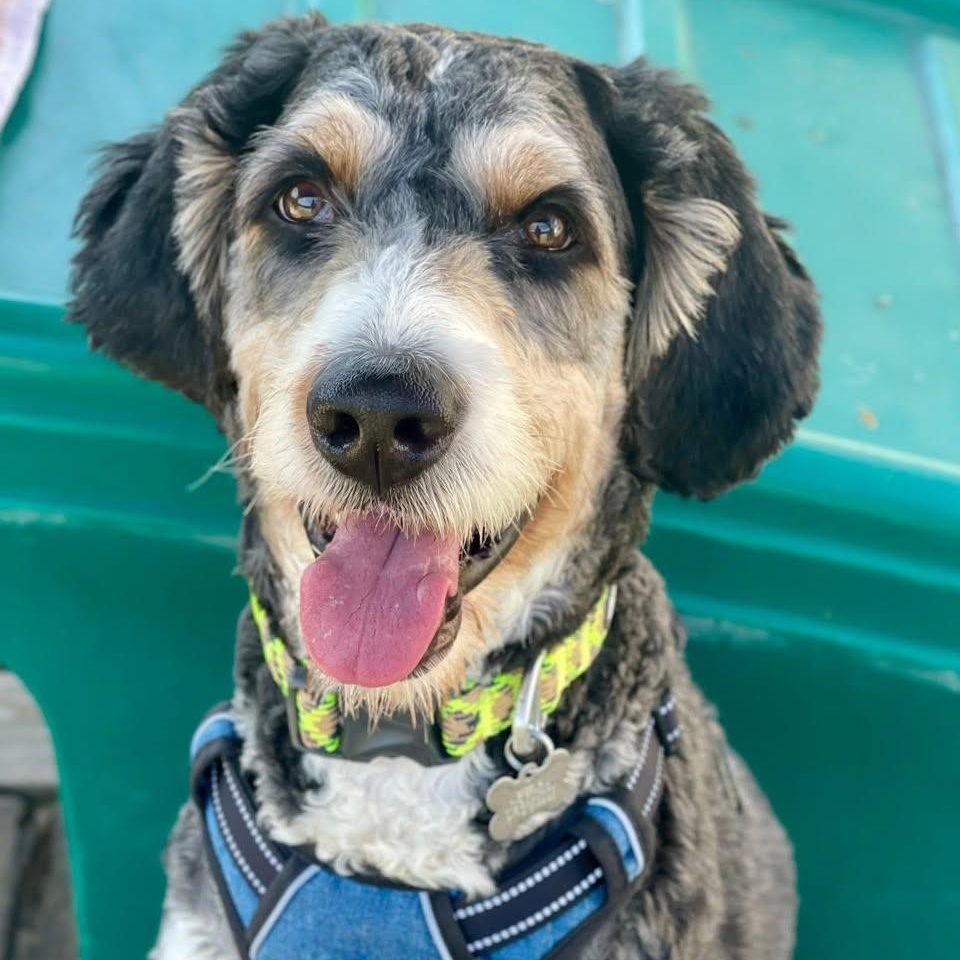 Oso, an adoptable Bernedoodle in Freeport, NY, 11520 | Photo Image 1