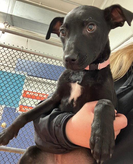 Tootsie 11 Wks Ava 4/1, Adoptable, Young Female Labrador Retriever.