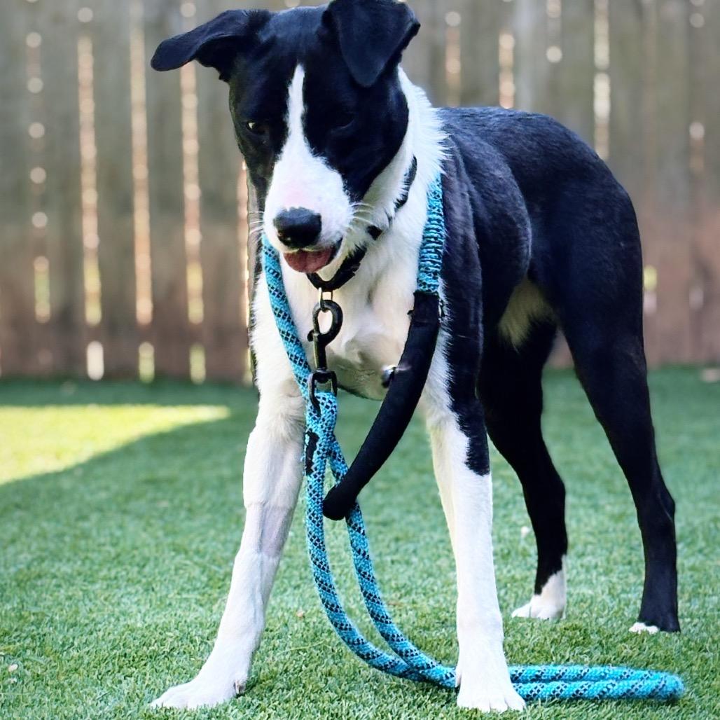 Bo Peep, Adoptable, Adult Female Border Collie & Mixed Breed.