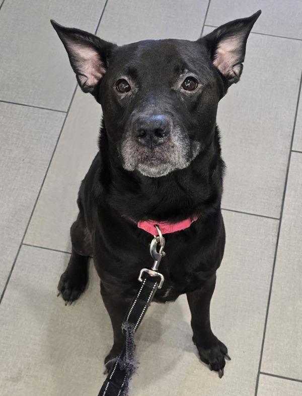 Enlarge Mohawk, a Adoptable mixed breed in El Cajon, CA image 2/2