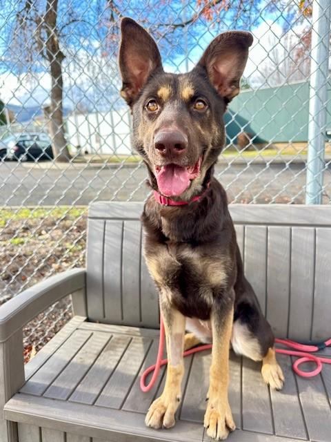 Toffee, a Adoptable mixed breed in Phoenix, OR image 2/4