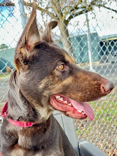Toffee, a Adoptable mixed breed in Phoenix, OR image 1/4
