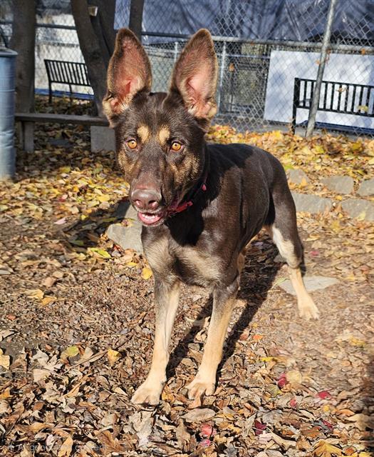 Toffee, Adoptable, Adult Female German Shepherd Dog.