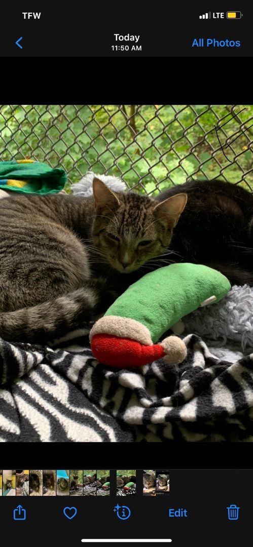 Finch, a Adoptable Domestic Short Hair in Pottsville, PA image 1/2