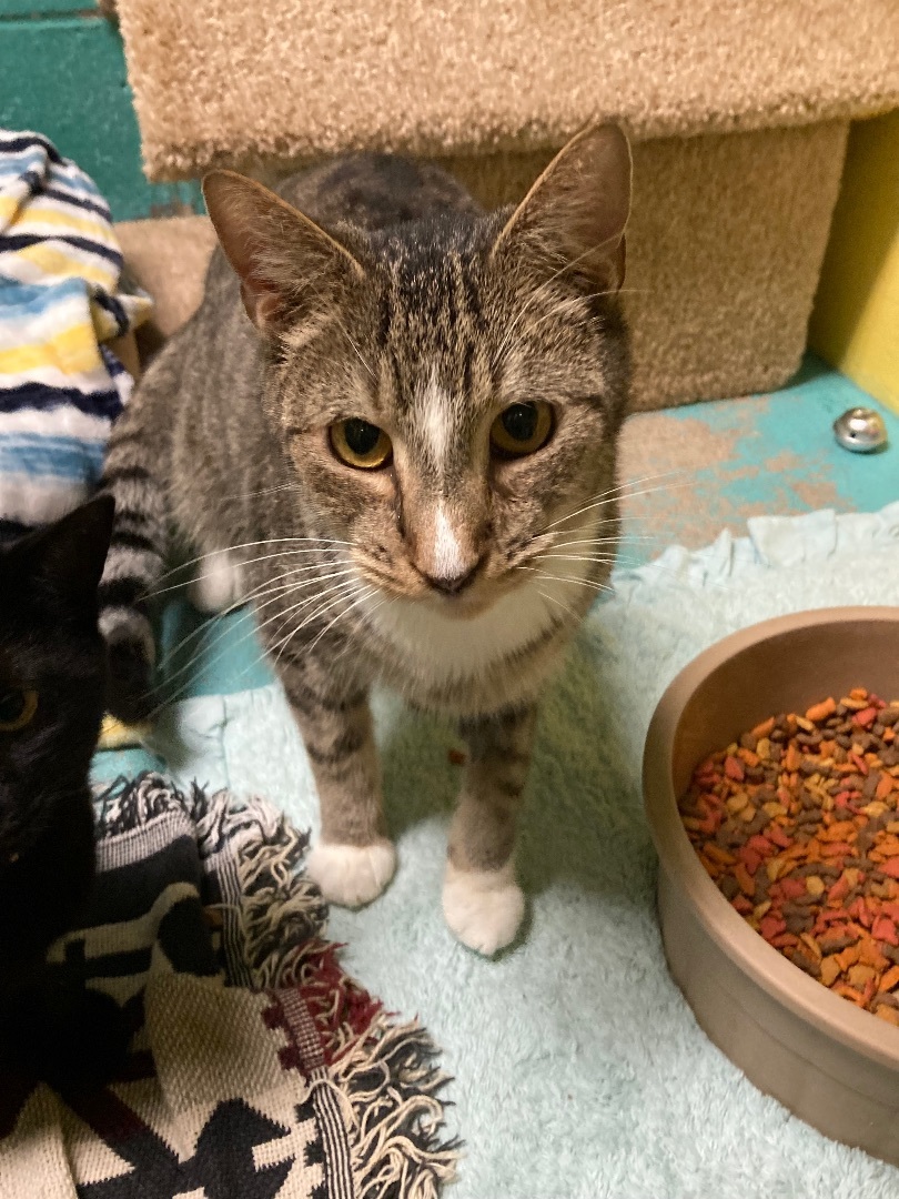 Finch, a Adoptable Domestic Short Hair in Pottsville, PA image 2/2