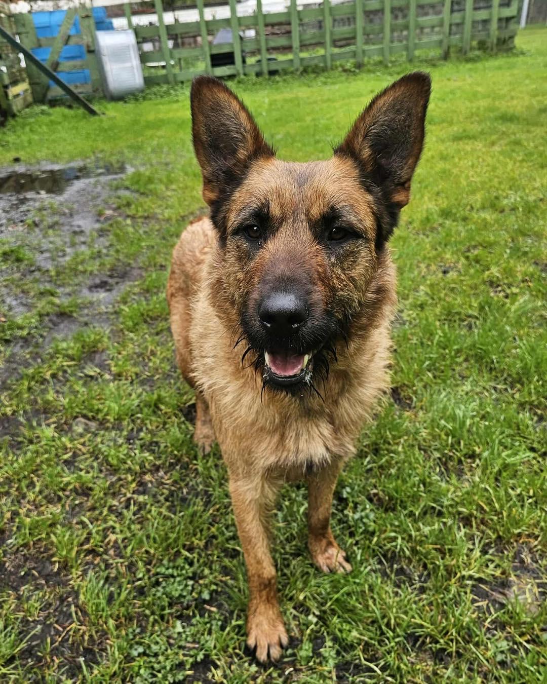 Enlarge Natasha, a Adoptable mixed breed in Crescent city, CA image 1/5