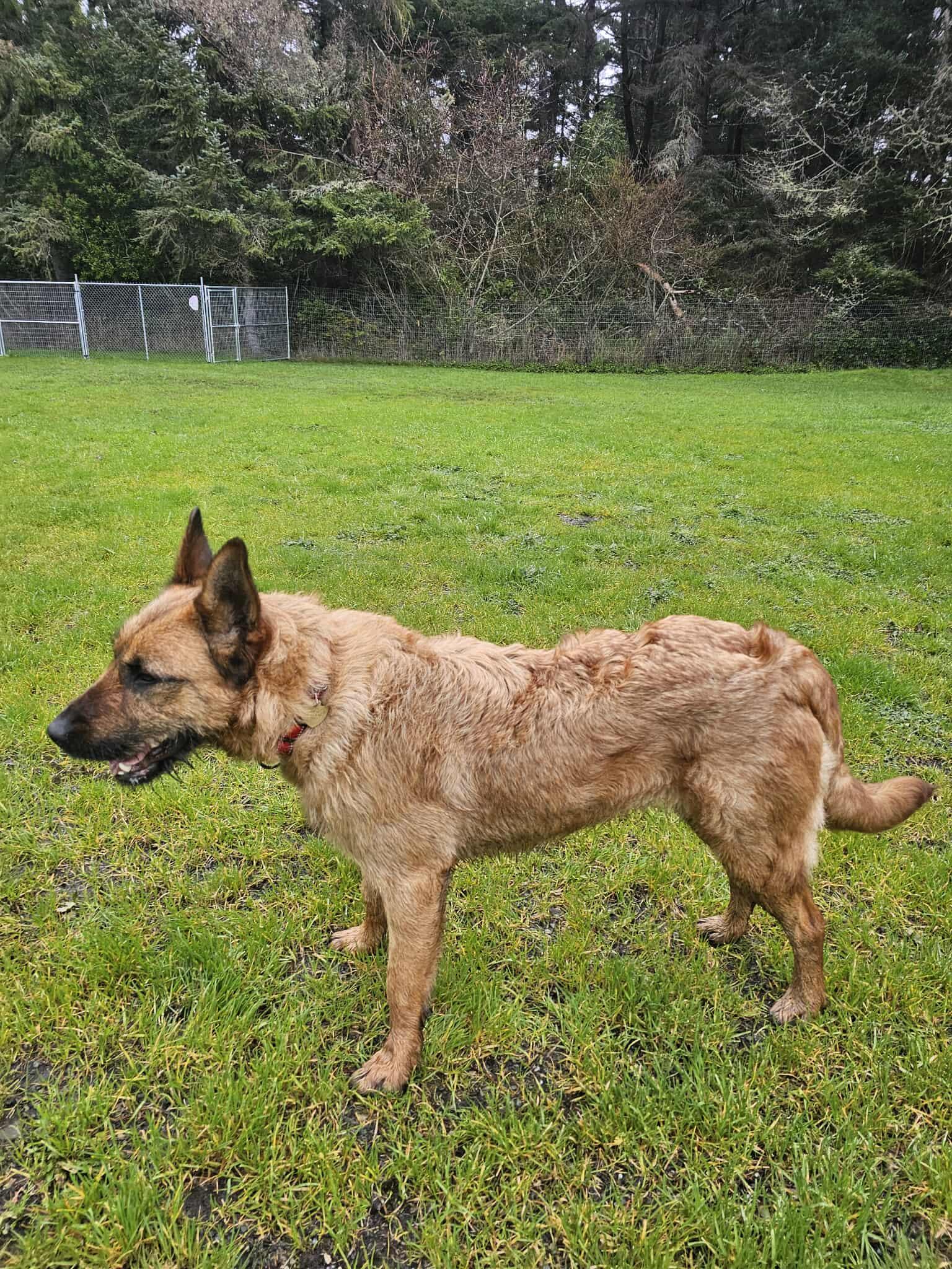 Enlarge Natasha, a Adoptable mixed breed in Crescent city, CA image 4/5