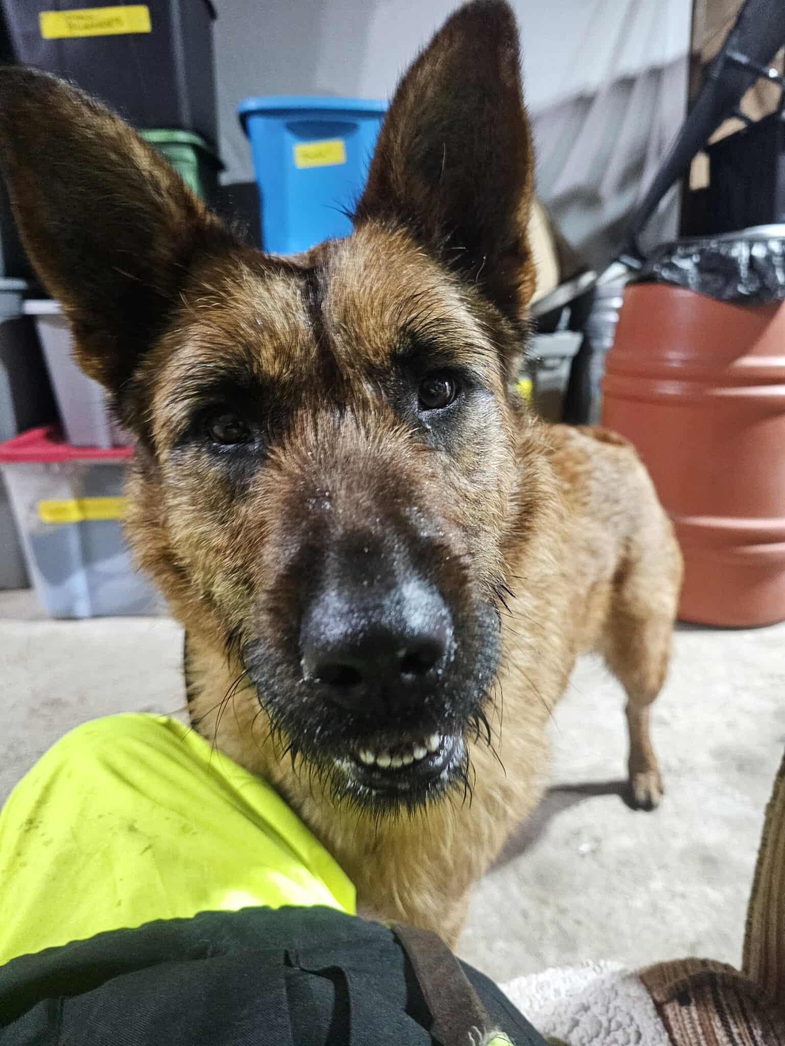 Enlarge Natasha, a Adoptable mixed breed in Crescent city, CA image 3/5