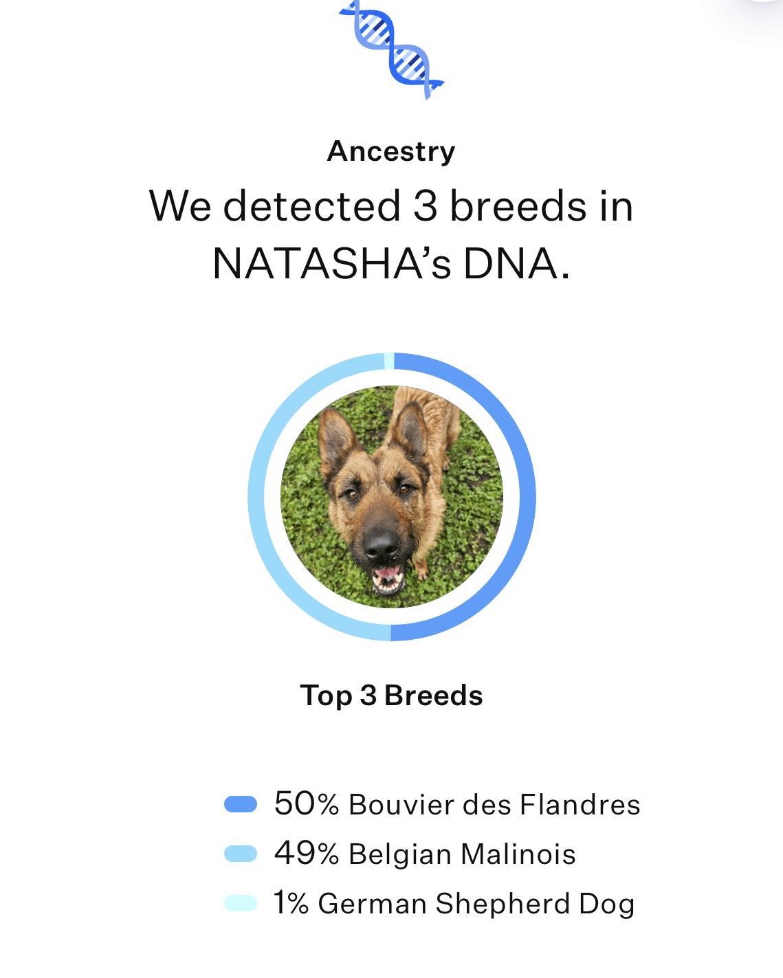 Enlarge Natasha, a Adoptable mixed breed in Crescent city, CA image 5/5