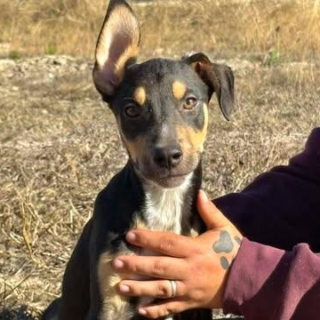 Fang, Adoptable, Young Male Australian Cattle Dog / Blue Heeler & German Shepherd Dog.