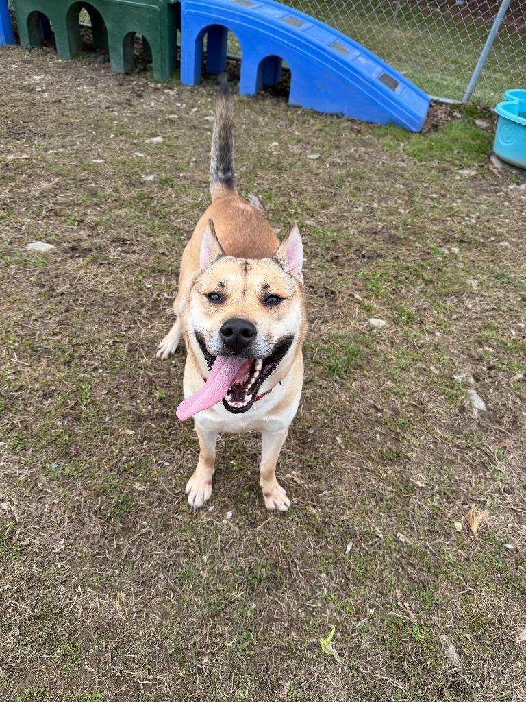 Enlarge Arrow, a Adoptable mixed breed in Hyde Park, NY image 3/4