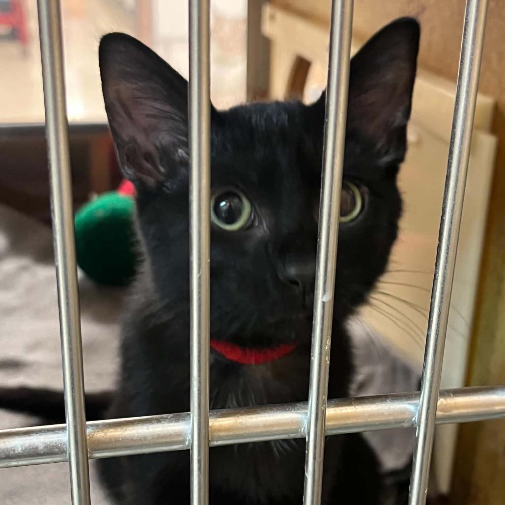 Sour Cream, Adoptable, Kitten Male Domestic Short Hair.