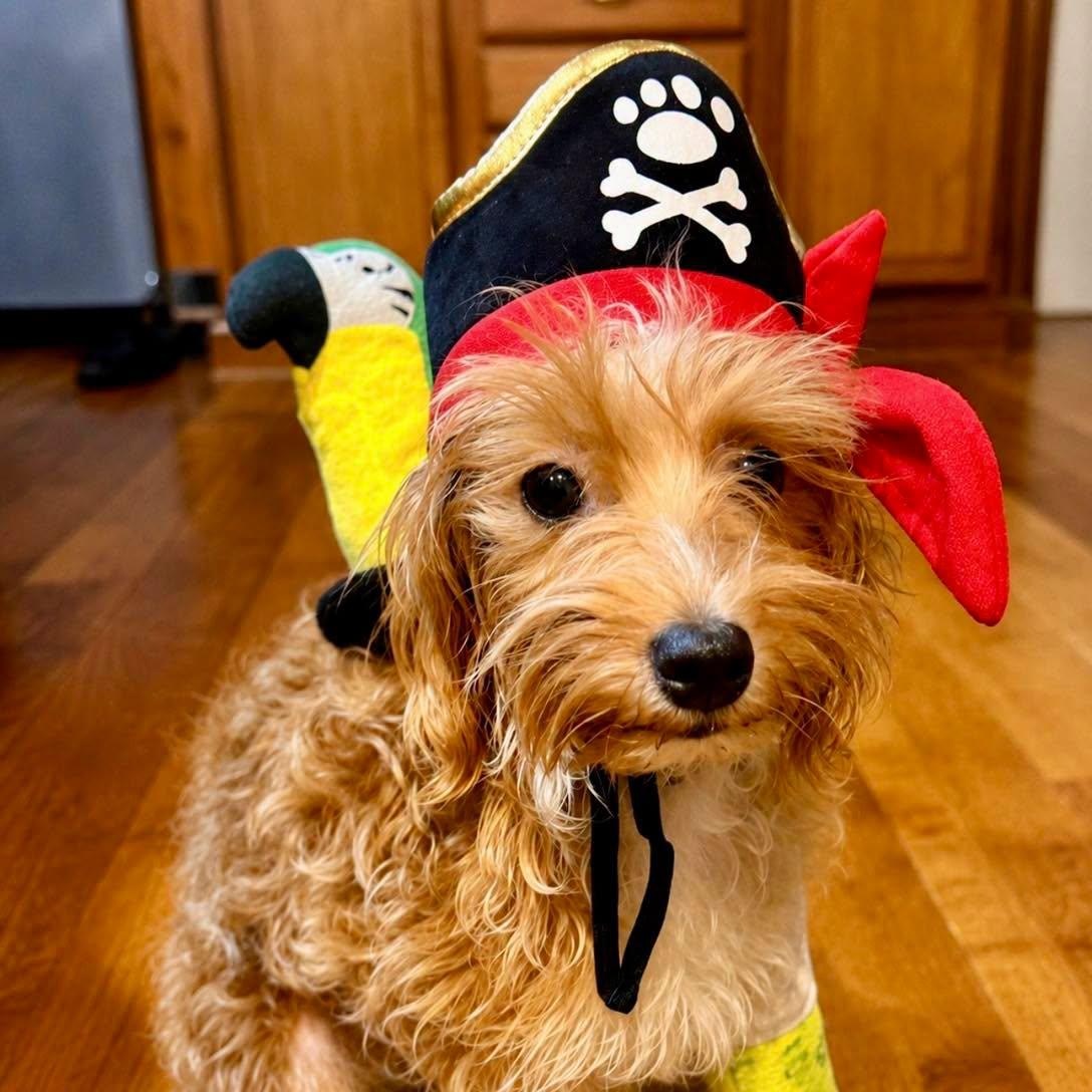 Enlarge Dax, a Adopted Maltipoo in Effingham, IL image 3/4