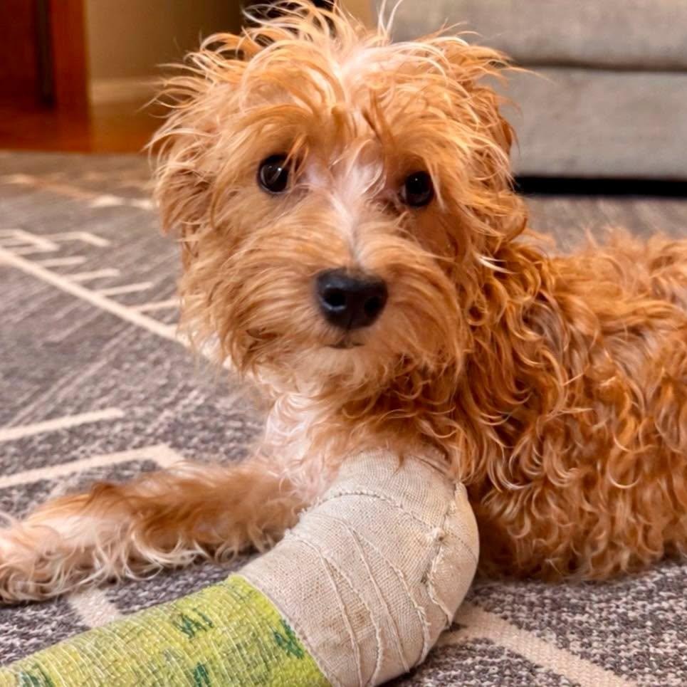 Enlarge Dax, a Adopted Maltipoo in Effingham, IL image 4/4