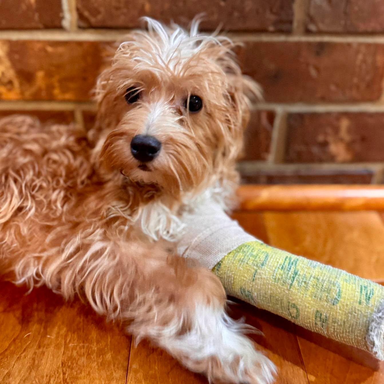Enlarge Dax, a Adopted Maltipoo in Effingham, IL image 1/4