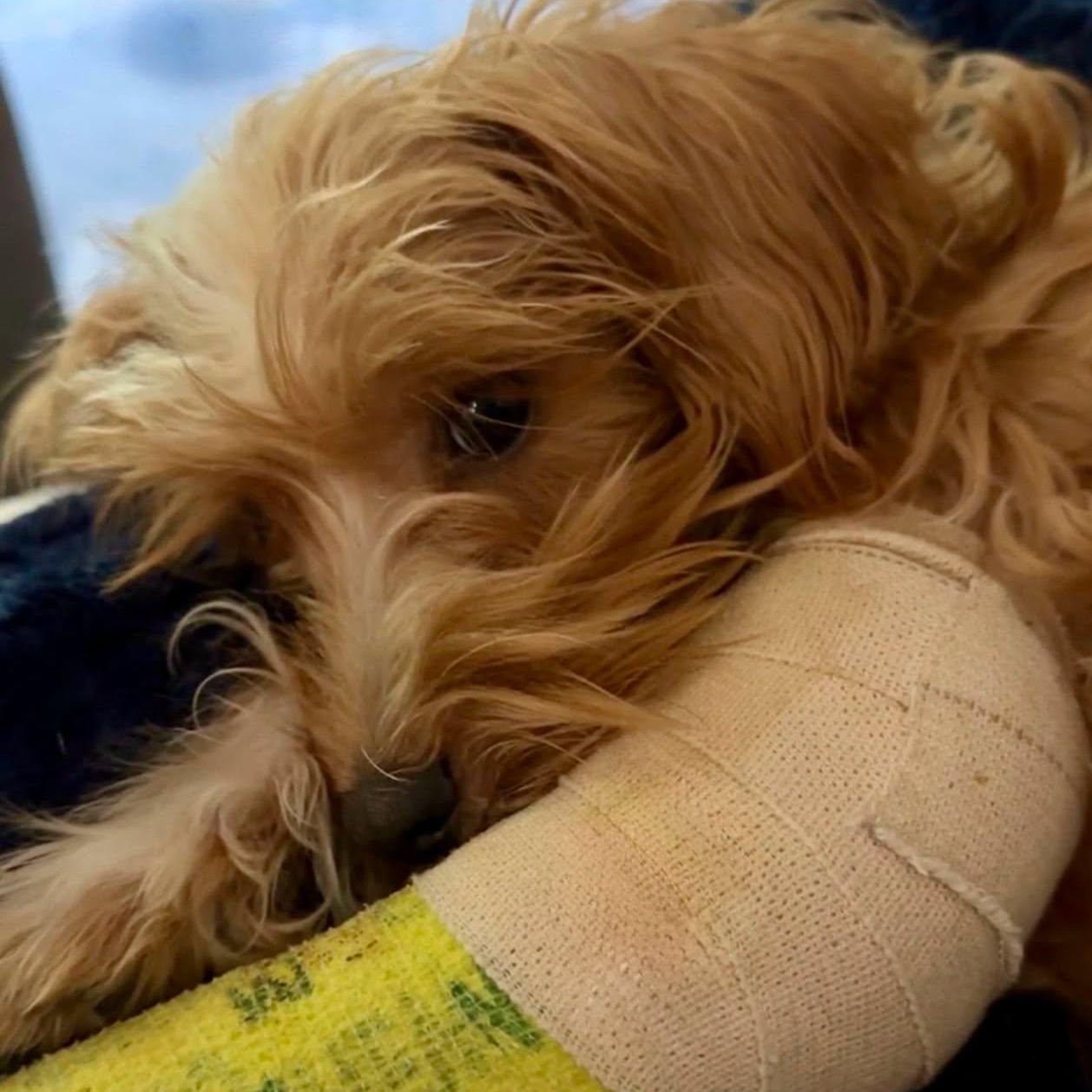 Enlarge Dax, a Adopted Maltipoo in Effingham, IL image 2/4