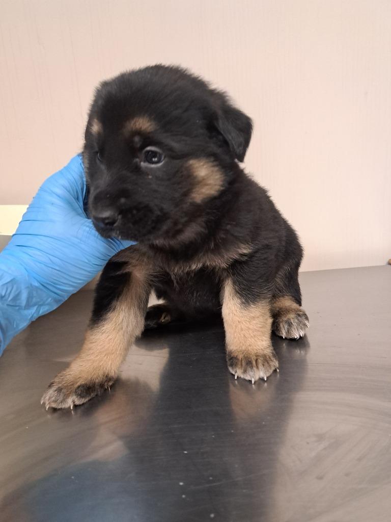 Erika, Adoptable, Puppy Female German Shepherd Dog & Great Pyrenees.