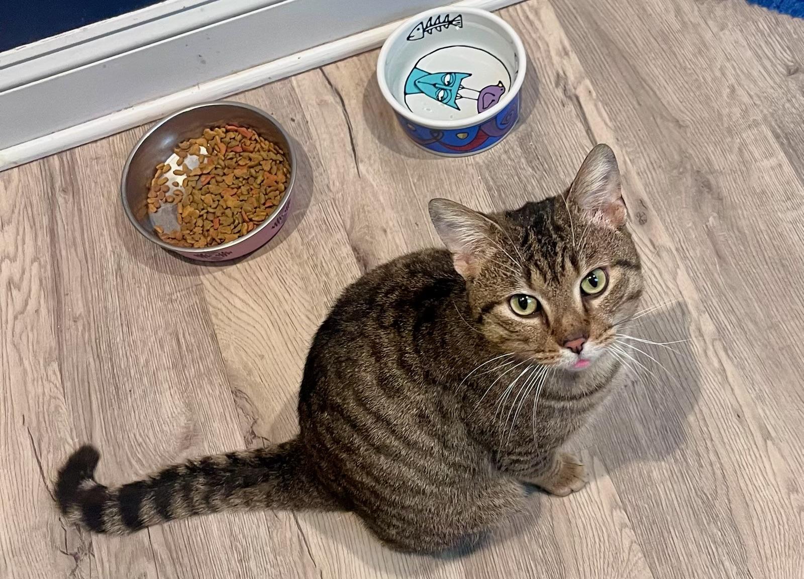 Enlarge Rocky, an adopted Domestic Short Hair in Cleveland Heights, OH image 5/6