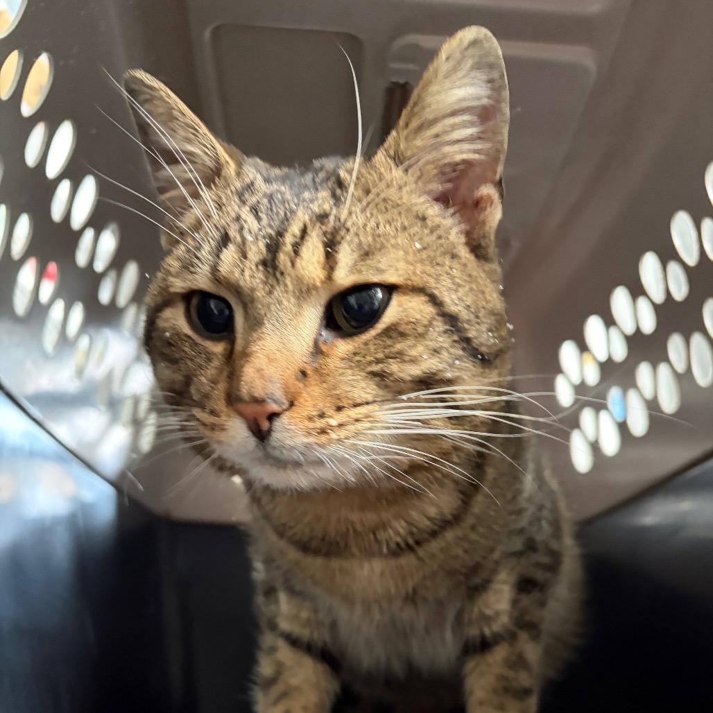 Enlarge Rocky, an adopted Domestic Short Hair in Cleveland Heights, OH image 2/6