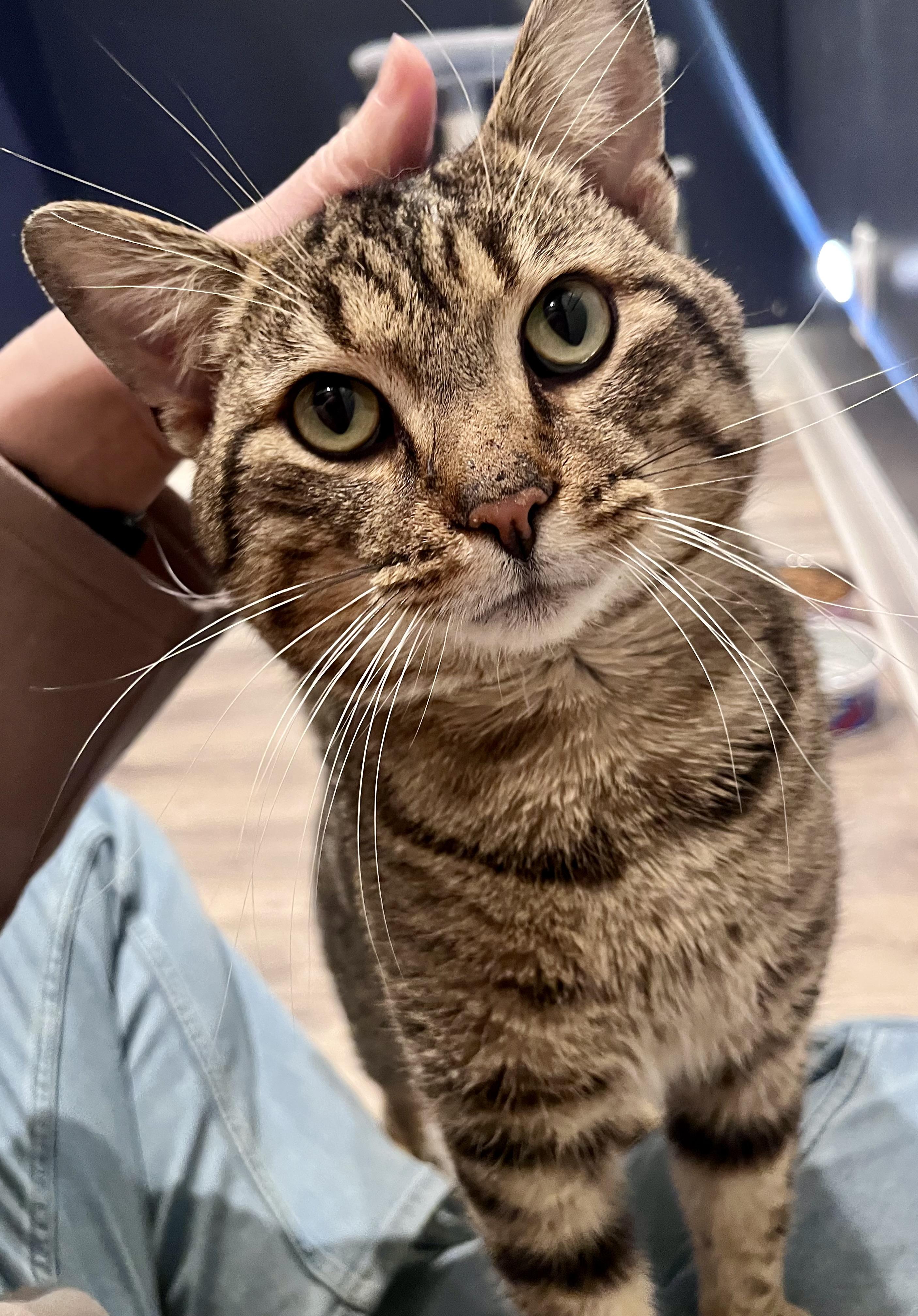 Rocky, Adoptable, Adult Male Domestic Short Hair.