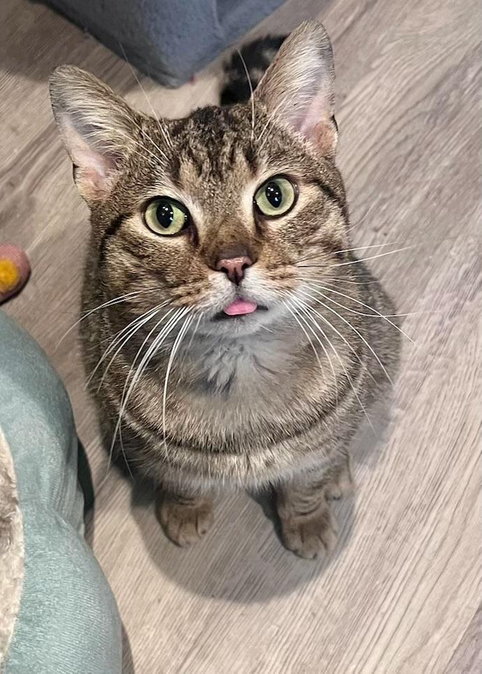 Enlarge Rocky, an adopted Domestic Short Hair in Cleveland Heights, OH image 4/6