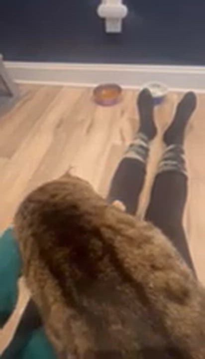 Enlarge Rocky, an adopted Domestic Short Hair in Cleveland Heights, OH video 6/6