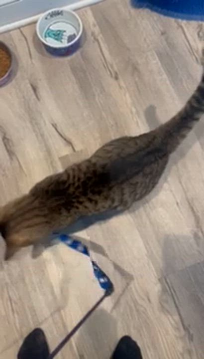 Enlarge Rocky, an adopted Domestic Short Hair in Cleveland Heights, OH video 3/6