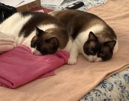 Bub 53166 — thumbnail 2