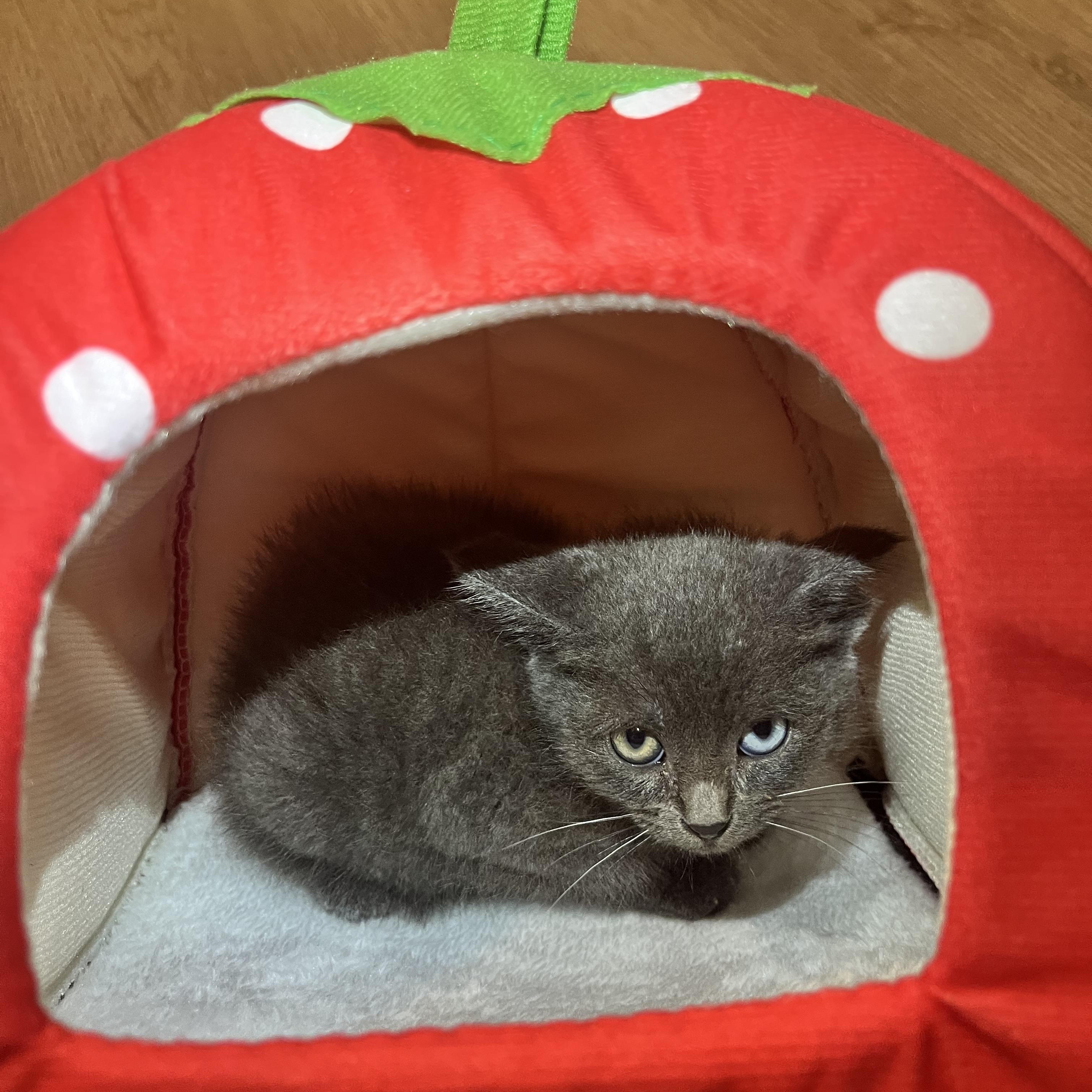 Aquamarine, an adopted Domestic Short Hair in Santa Ana, CA image 3/6