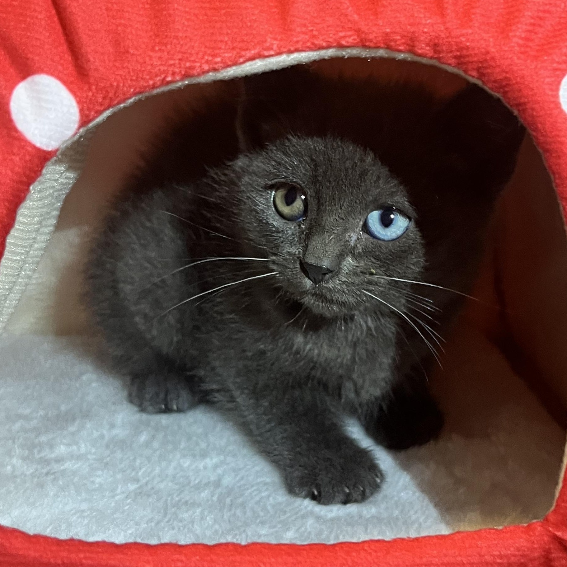 Aquamarine, adopted, Kitten Female Domestic Short Hair.