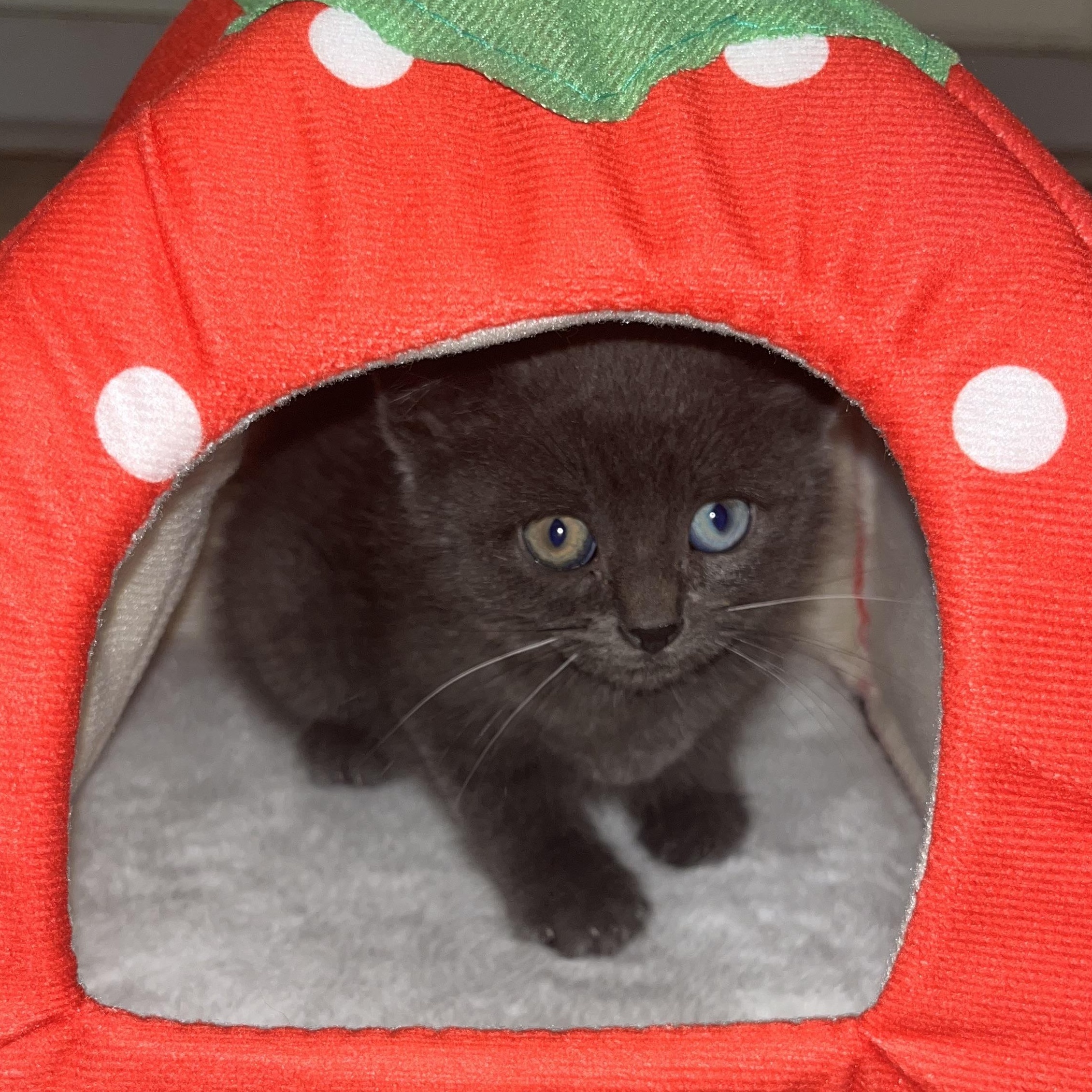 Aquamarine, an adopted Domestic Short Hair in Santa Ana, CA image 5/6