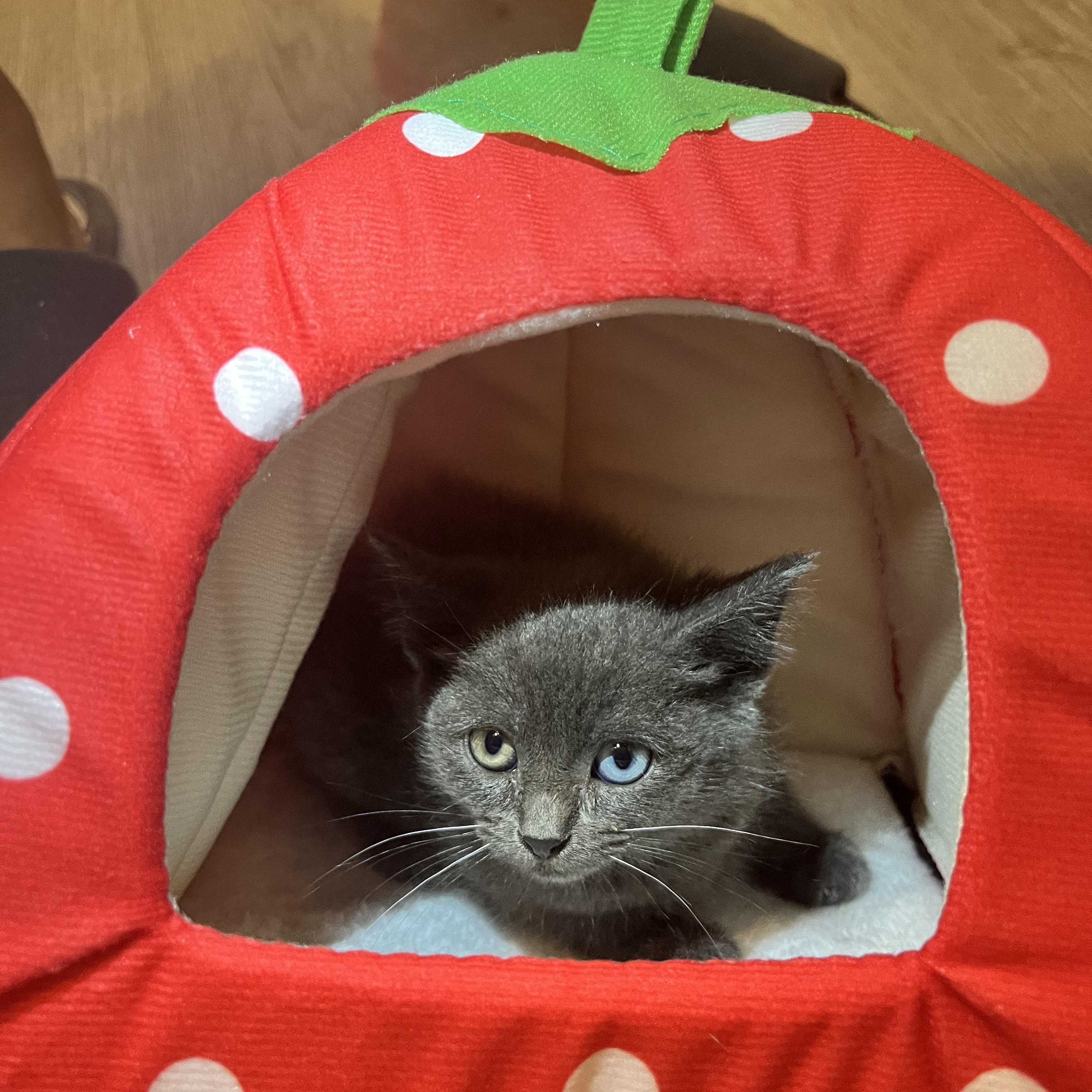 Aquamarine, an adopted Domestic Short Hair in Santa Ana, CA image 4/6