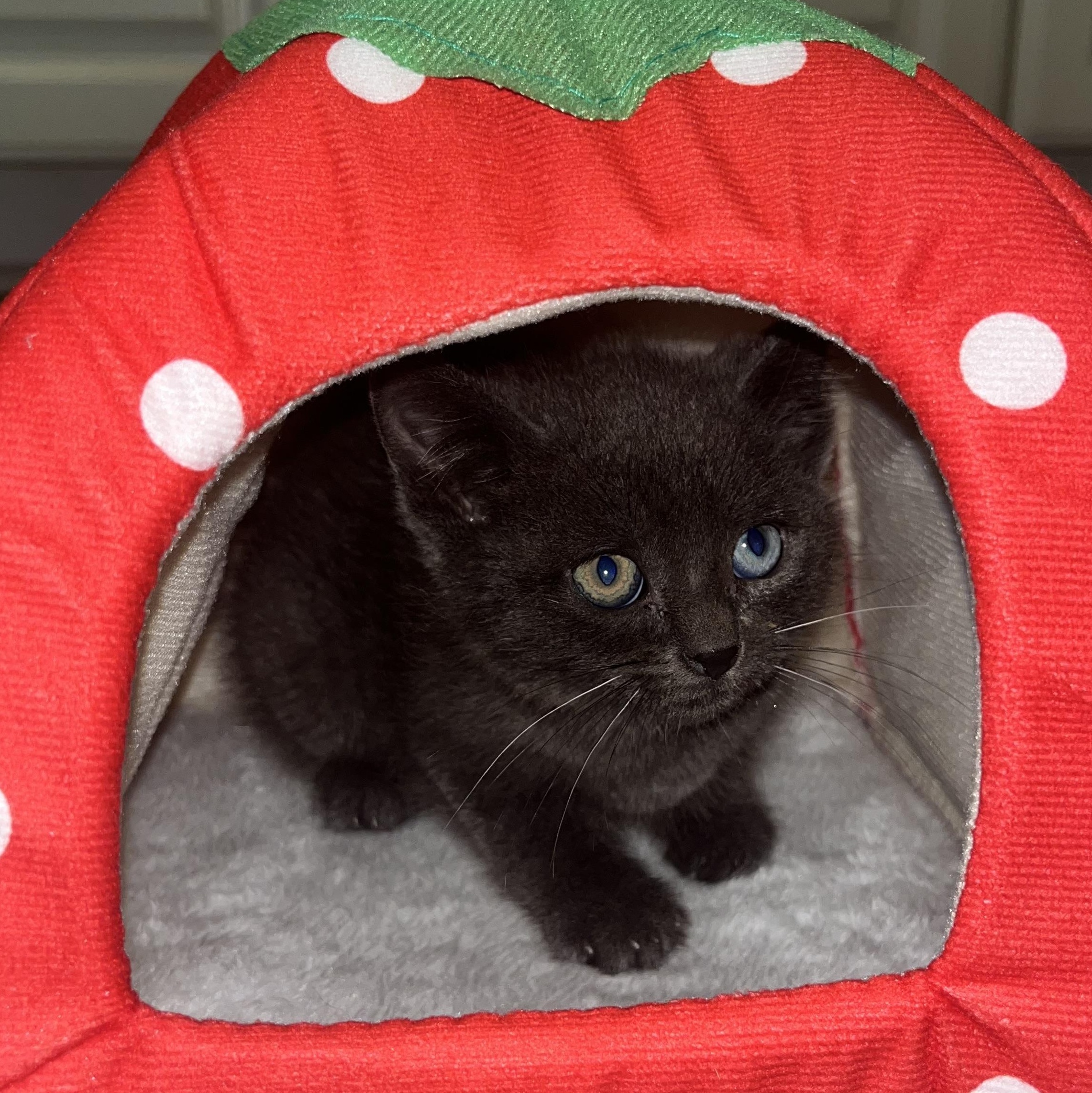 Aquamarine, an adopted Domestic Short Hair in Santa Ana, CA image 6/6
