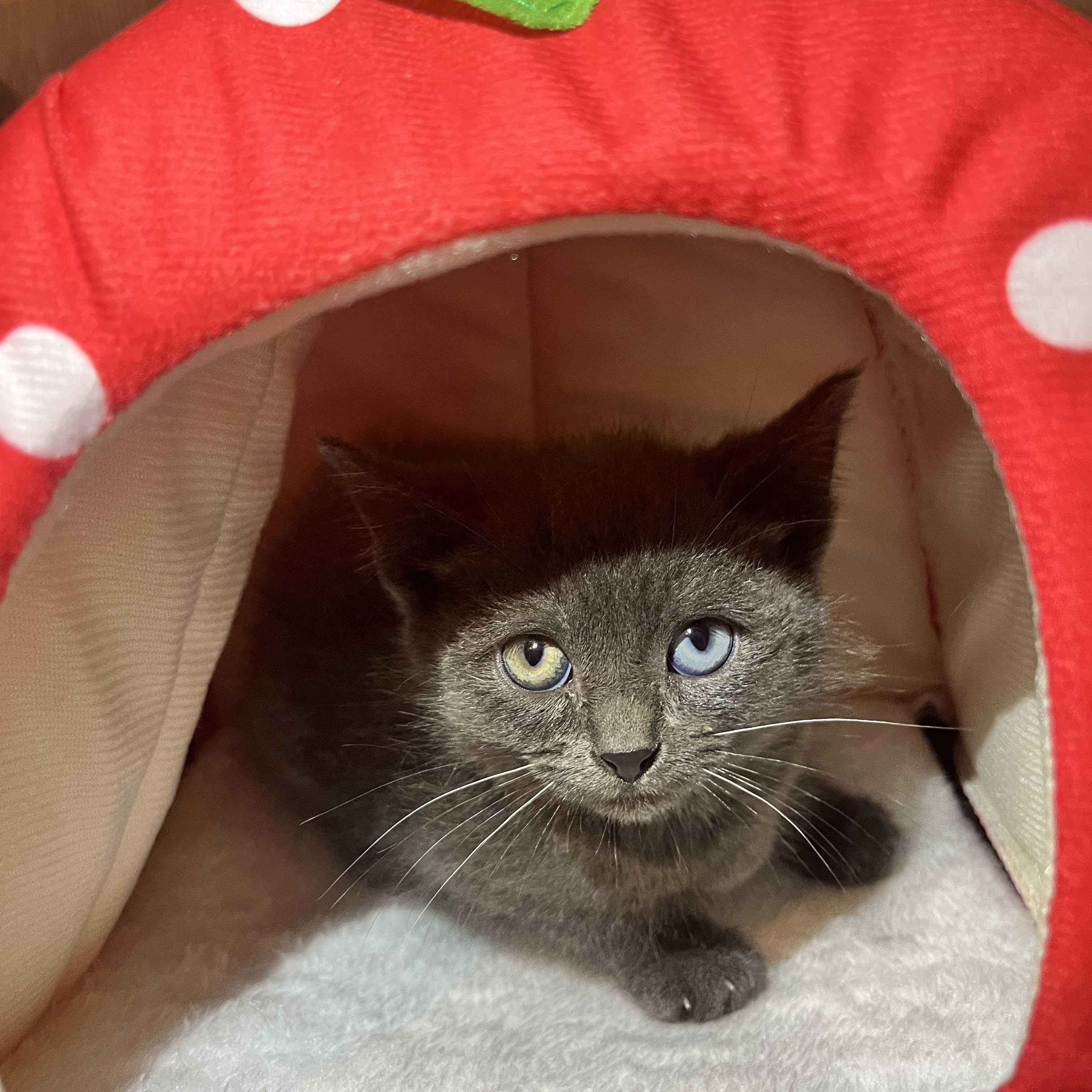 Aquamarine, an adopted Domestic Short Hair in Santa Ana, CA image 2/6
