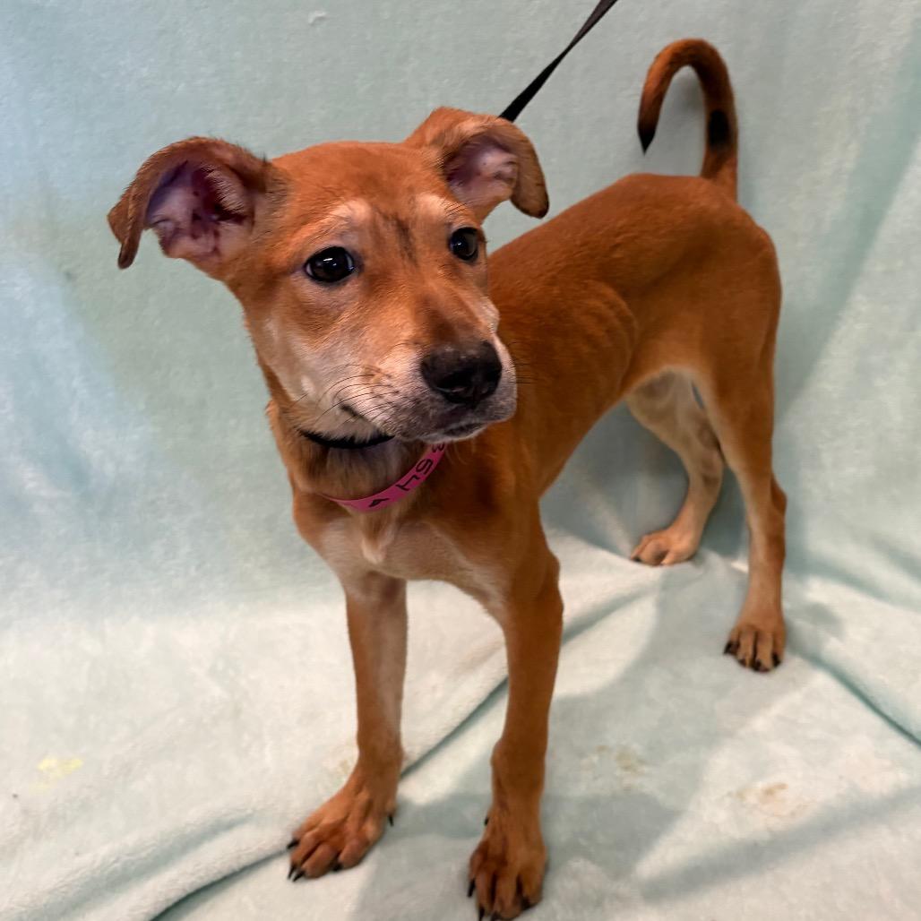 Sadie*, Adoptable, Puppy Female Shepherd & Basenji.