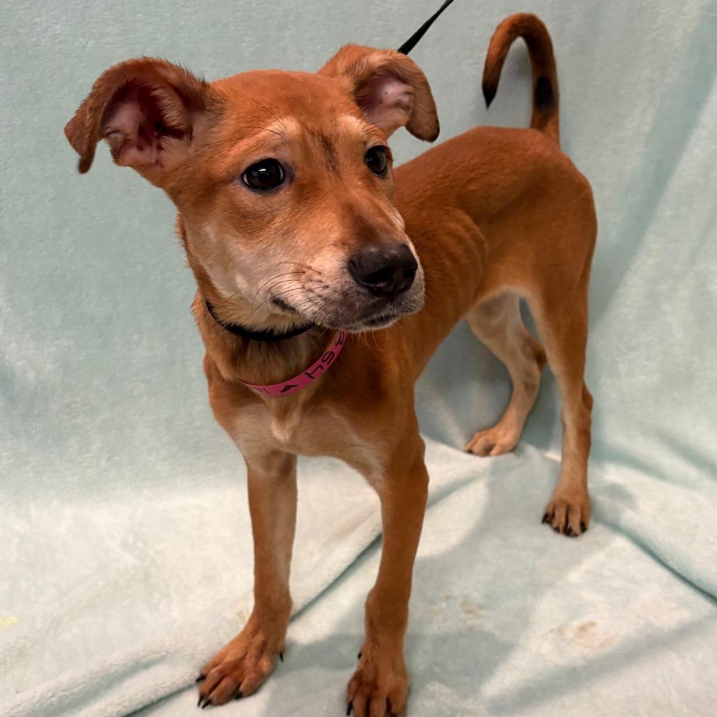 Enlarge Sadie*, a Adoptable mixed breed in San Gabriel, CA image 2/4