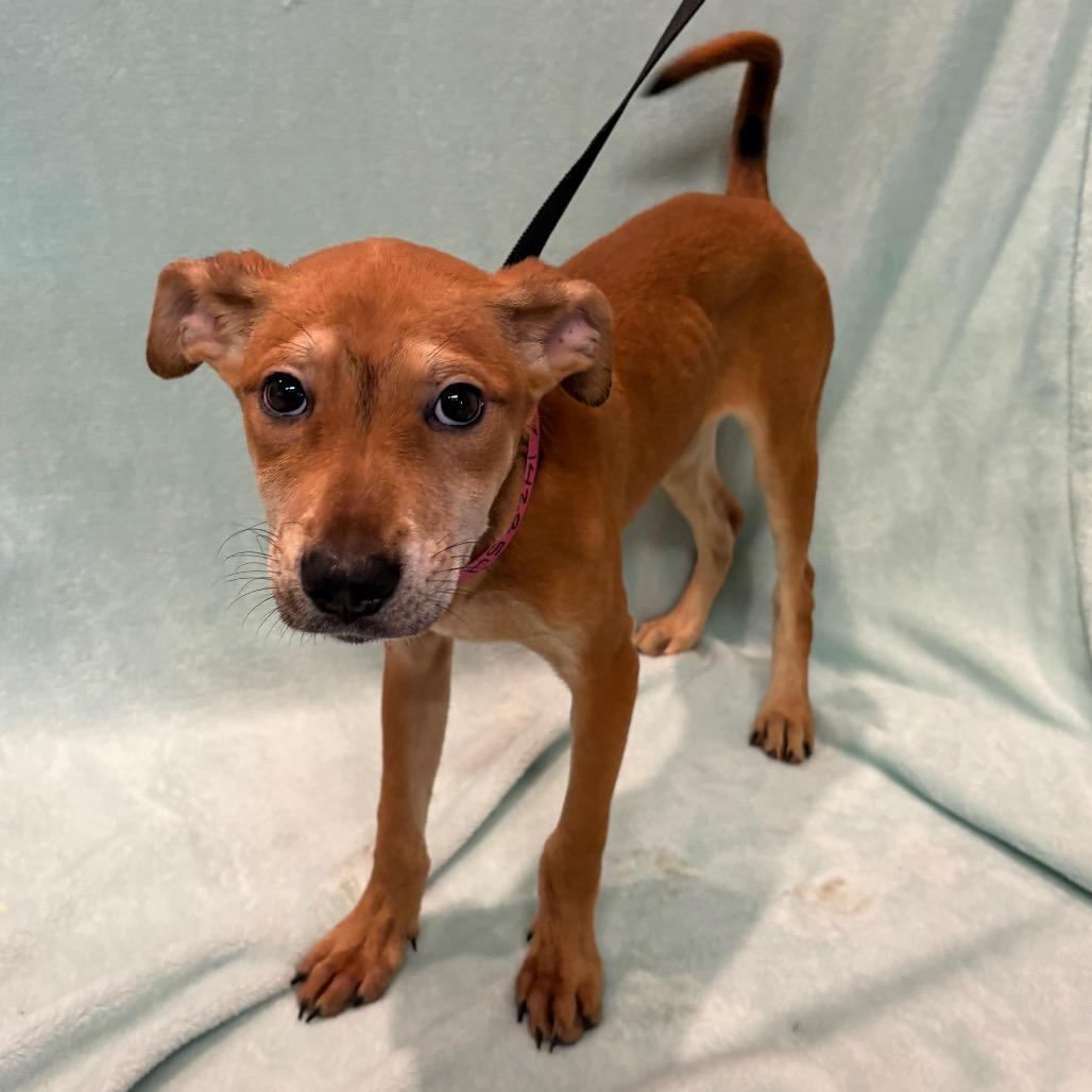 Enlarge Sadie*, a Adoptable mixed breed in San Gabriel, CA image 3/4