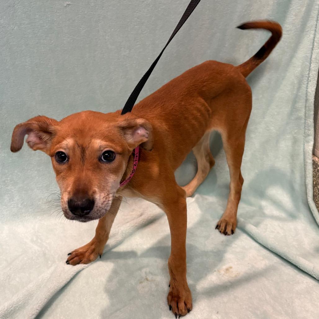 Enlarge Sadie*, a Adoptable mixed breed in San Gabriel, CA image 4/4