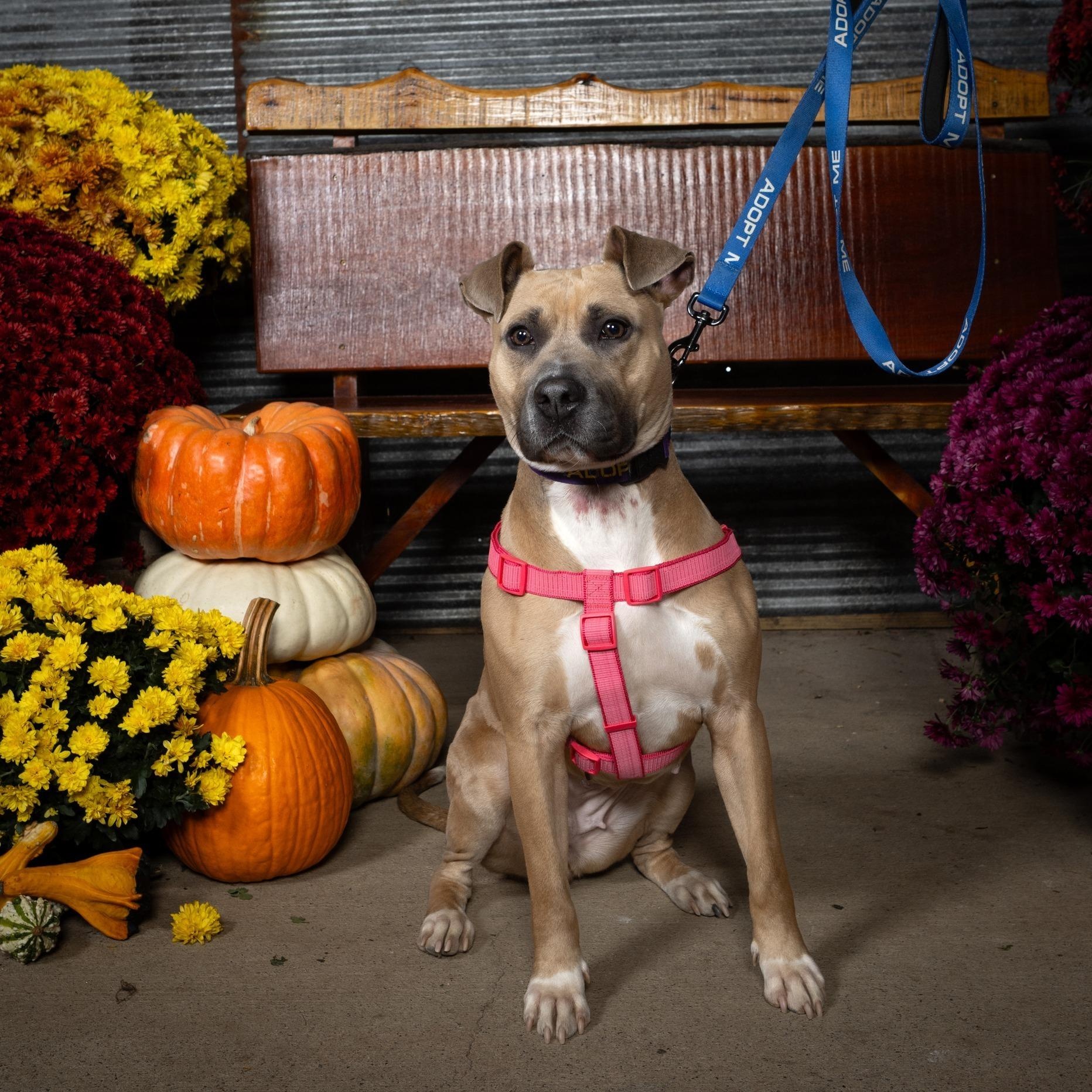Kyra, Adoptable, Adult Female Pit Bull Terrier.